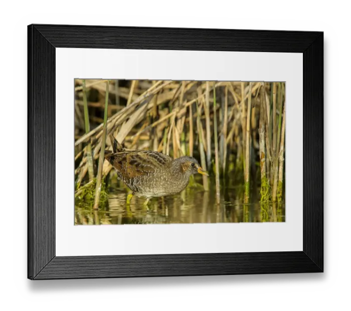 Framed Print : Spotted Crake (Porzana porzana) adult, foraging in shallow water, Casei Gerola, Pavia Province, Lombardy, Italy, March Framed Print : Spotted Crake (Porzana porzana) adult, foraging in shallow water, Casei Gerola, Pavia Province, Lombardy, Italy, March