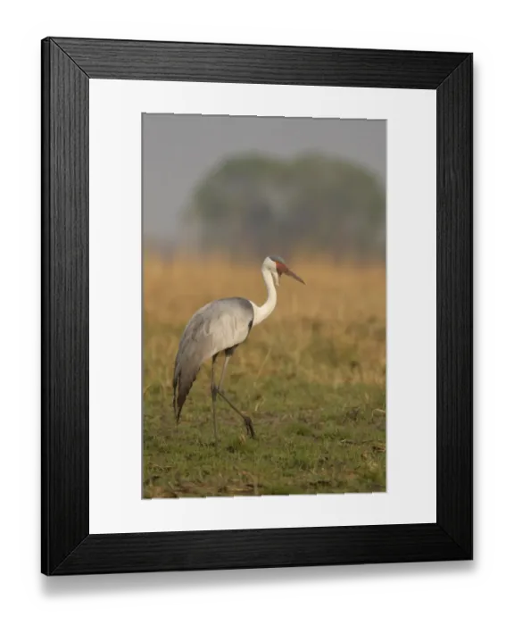 Framed Print : Wattled Crane (Bugeranus carunculatus) adult, standing on grassy plain, Kafue N. P. Zambia, September Framed Print : Wattled Crane (Bugeranus carunculatus) adult, standing on grassy plain, Kafue N. P. Zambia, September