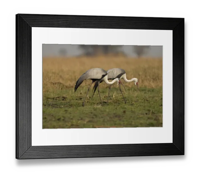 Framed Print : Wattled Crane (Bugeranus carunculatus) adult pair, foraging, walking on grassy plain, Kafue N. P. Zambia, September Framed Print : Wattled Crane (Bugeranus carunculatus) adult pair, foraging, walking on grassy plain, Kafue N. P. Zambia, September