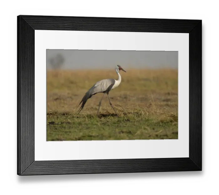 Framed Print : Wattled Crane (Bugeranus carunculatus) adult, walking on grassy plain, Kafue N. P. Zambia, September Framed Print : Wattled Crane (Bugeranus carunculatus) adult, walking on grassy plain, Kafue N. P. Zambia, September