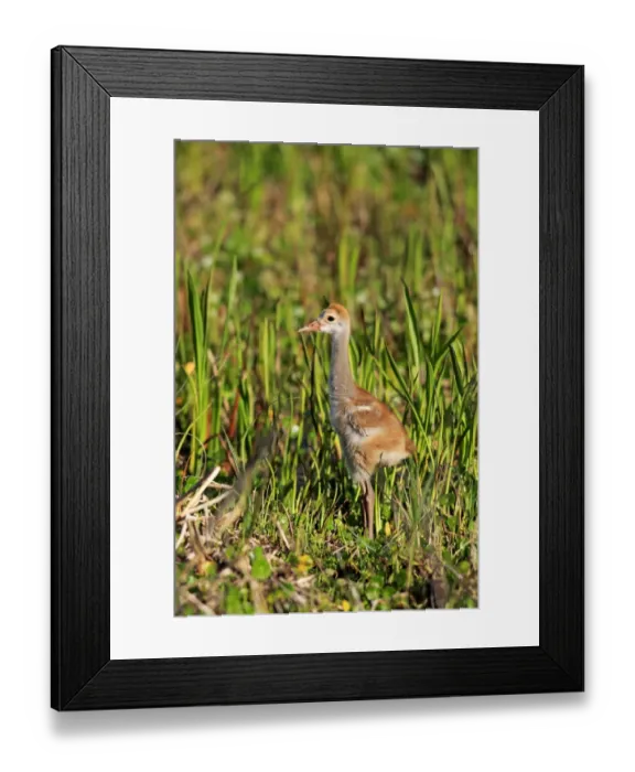 Framed Print : Florida Sandhill Crane (Grus canadensis pratensis) chick, standing in wetland, Viera Wetlands, Brevard County, Florida Framed Print : Florida Sandhill Crane (Grus canadensis pratensis) chick, standing in wetland, Viera Wetlands, Brevard County, Florida