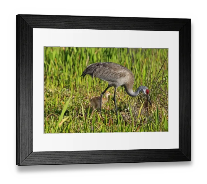 Framed Print : Florida Sandhill Crane (Grus canadensis pratensis) adult and chick, foraging in wetland, Viera Wetlands Framed Print : Florida Sandhill Crane (Grus canadensis pratensis) adult and chick, foraging in wetland, Viera Wetlands