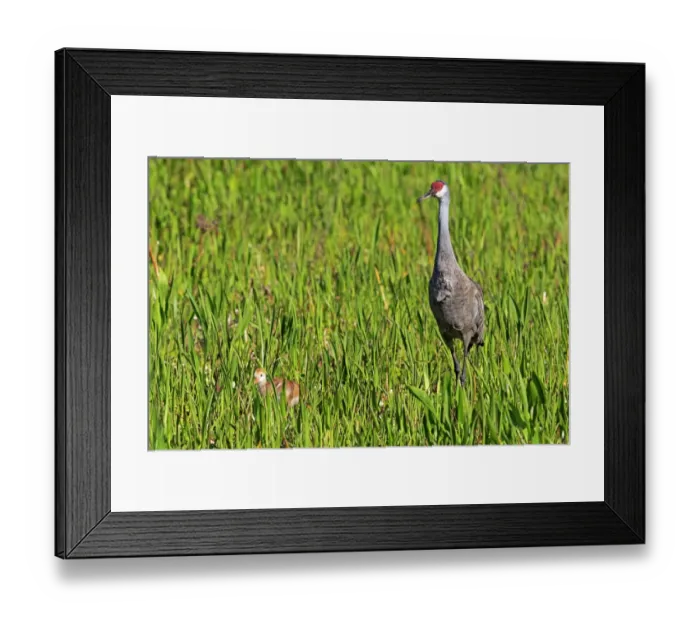 Framed Print : Florida Sandhill Crane (Grus canadensis pratensis) adult and chick, standing in wetland, Viera Wetlands Framed Print : Florida Sandhill Crane (Grus canadensis pratensis) adult and chick, standing in wetland, Viera Wetlands