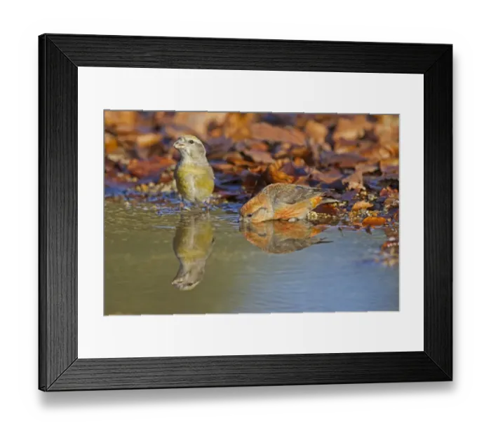 Framed Print : Red Crossbill (Loxia curvirostra) adult male and female, drinking at pool, Suffolk, England, January
