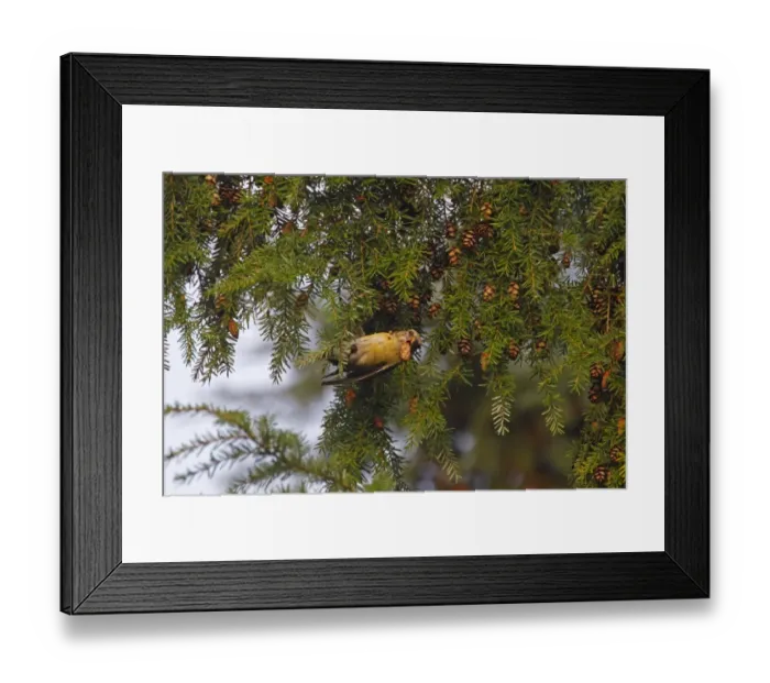 Framed Print : Red Crossbill (Loxia curvirostra) adult female, feeding on conifer cone seeds, Lyndford Arboretum, Norfolk, England Framed Print : Red Crossbill (Loxia curvirostra) adult female, feeding on conifer cone seeds, Lyndford Arboretum, Norfolk, England