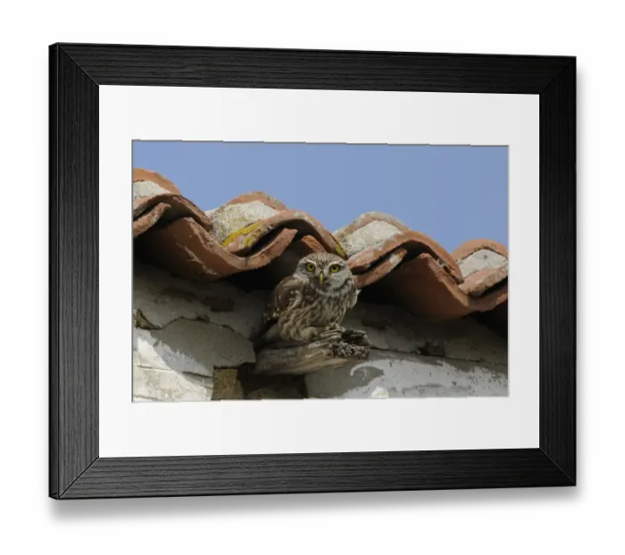 Framed Print : Little Owl (Athene noctua) adult, in alert posture, perched on beam of building, Lemnos, Greece, April Framed Print : Little Owl (Athene noctua) adult, in alert posture, perched on beam of building, Lemnos, Greece, April