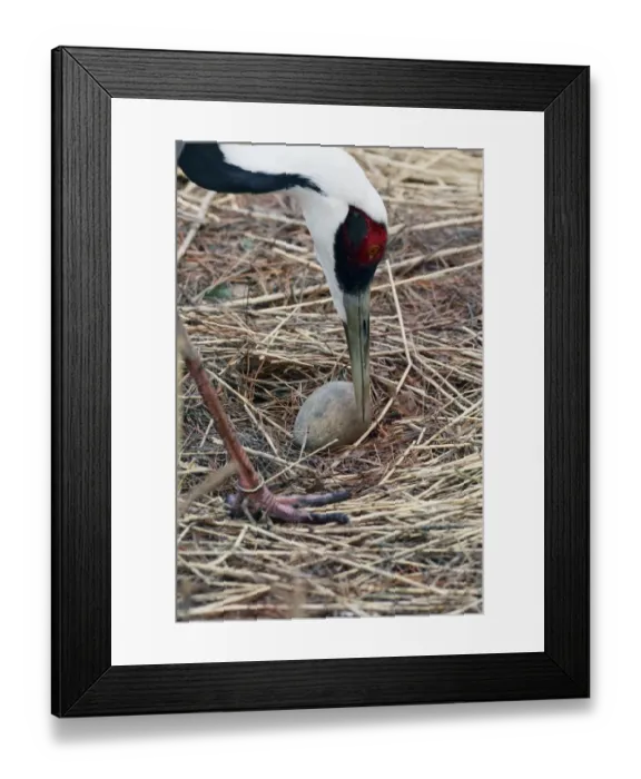 Framed Print : White-naped Crane (Grus vipio) adult, close-up of head, tending egg on nest, part of captive breeding program Framed Print : White-naped Crane (Grus vipio) adult, close-up of head, tending egg on nest, part of captive breeding program