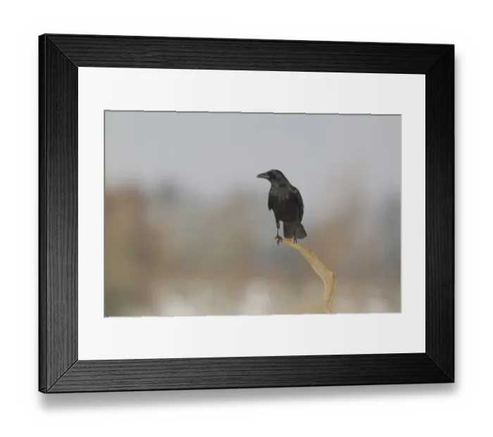 Framed Print : Carrion Crow (Corvus corone) adult, perched on branch, Suffolk, England, January