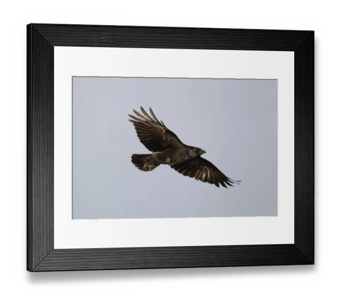 Framed Print : Eurasian Hobby (Falco subbuteo) adult, in flight, feeding on dragonfly prey, Suffolk, England, June Framed Print : Eurasian Hobby (Falco subbuteo) adult, in flight, feeding on dragonfly prey, Suffolk, England, June