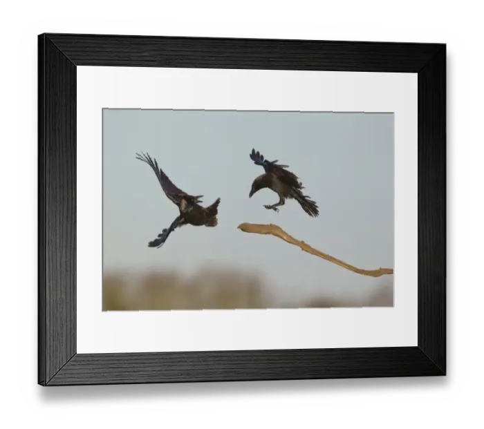 Framed Print : Carrion Crow (Corvus corone) two adults, in flight, one displacing another whilst landing on branch, Suffolk, England Framed Print : Carrion Crow (Corvus corone) two adults, in flight, one displacing another whilst landing on branch, Suffolk, England