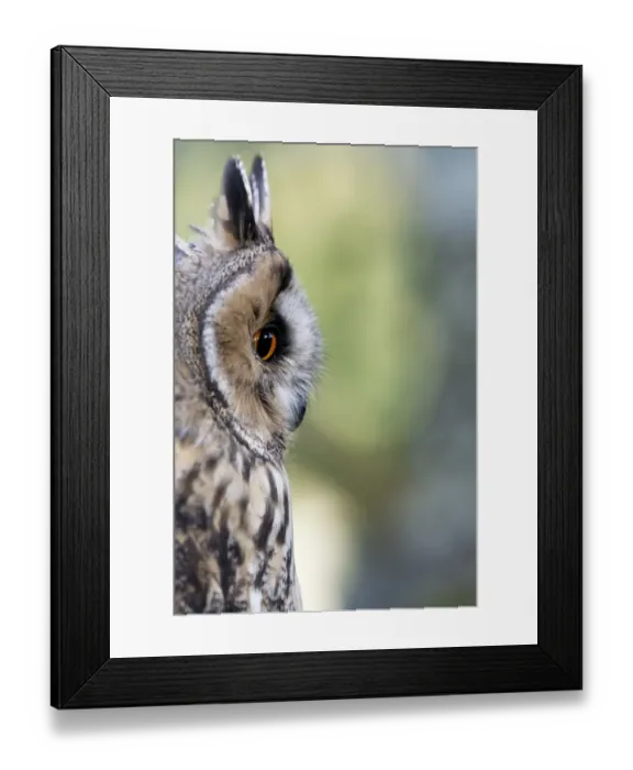 Framed Print : Long-eared Owl (Asio otus) adult, close-up of head, England, August (captive)
