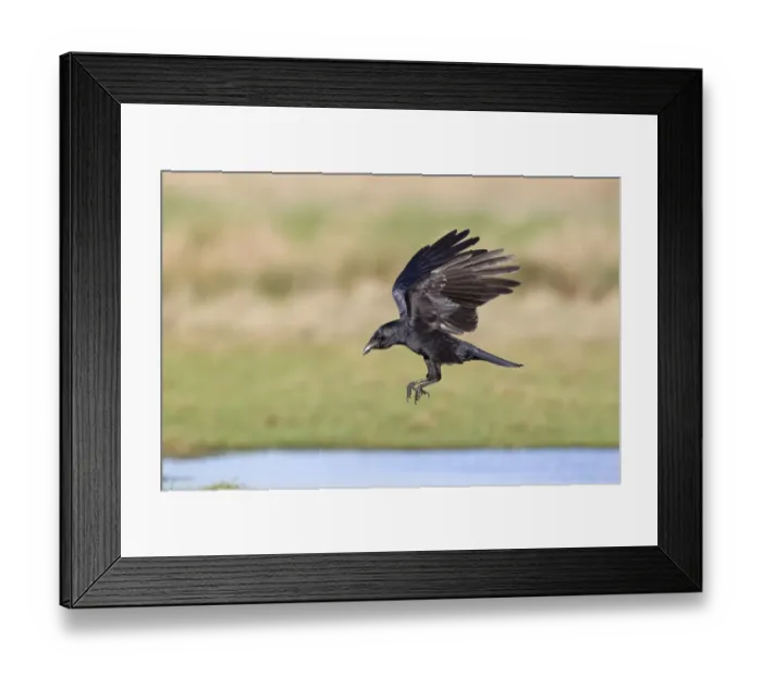 Framed Print : Carrion Crow (Corvus corone) adult, with full crop, in flight, Suffolk, England, December Framed Print : Carrion Crow (Corvus corone) adult, with full crop, in flight, Suffolk, England, December