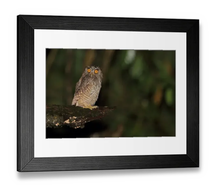 Framed Print : Tropical Screech-owl (Megascops choliba) adult, perched on branch at night, Trinidad, Trinidad and Tobago, April Framed Print : Tropical Screech-owl (Megascops choliba) adult, perched on branch at night, Trinidad, Trinidad and Tobago, April