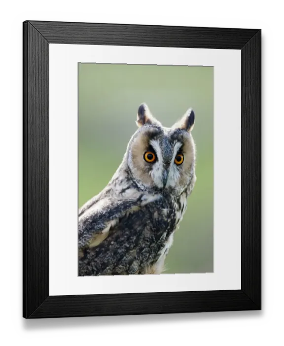 Framed Print : Long-eared Owl (Asio otus) adult, close-up of head, England, August (captive) Framed Print : Long-eared Owl (Asio otus) adult, close-up of head, England, August (captive)
