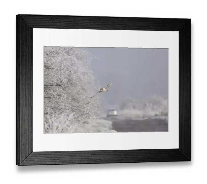 Framed Print : Short-eared Owl (Asio flammeus) adult, in flight over track with car in background, beside hedgerow in hoar frost Framed Print : Short-eared Owl (Asio flammeus) adult, in flight over track with car in background, beside hedgerow in hoar frost