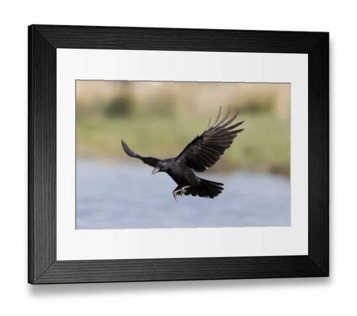 Framed Print : Carrion Crow (Corvus corone) adult, in flight over water, Suffolk, England, May Framed Print : Carrion Crow (Corvus corone) adult, in flight over water, Suffolk, England, May