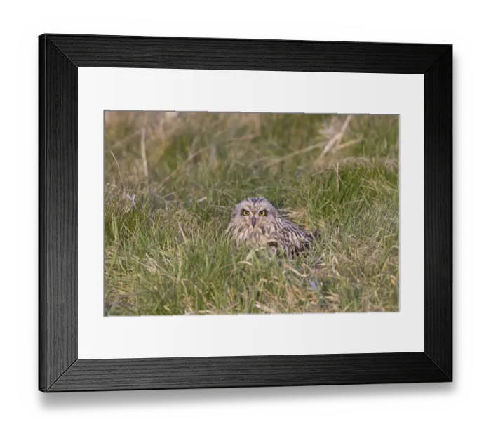 Framed Print : Short-eared Owl (Asio flammeus) adult, sitting on grass, Suffolk, England, April Framed Print : Short-eared Owl (Asio flammeus) adult, sitting on grass, Suffolk, England, April