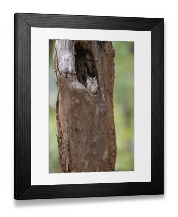 Framed Print : Indian Scops-owl (Otus bakkamoena) adult, sitting in tree cavity, Kanha N. P. Madhya Pradesh, India, March Framed Print : Indian Scops-owl (Otus bakkamoena) adult, sitting in tree cavity, Kanha N. P. Madhya Pradesh, India, March
