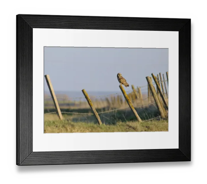 Framed Print : Short-eared Owl (Asio flammeus) adult, perched on lichen covered fencepost near raptor viewing point, Capel Fleet Framed Print : Short-eared Owl (Asio flammeus) adult, perched on lichen covered fencepost near raptor viewing point, Capel Fleet