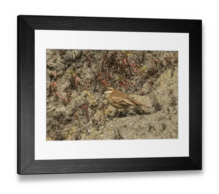 Framed Print : Chestnut-winged Cinclodes (Cinclodes albidiventris) adult, standing on mountain slope, Andes, Ecuador, November Framed Print : Chestnut-winged Cinclodes (Cinclodes albidiventris) adult, standing on mountain slope, Andes, Ecuador, November