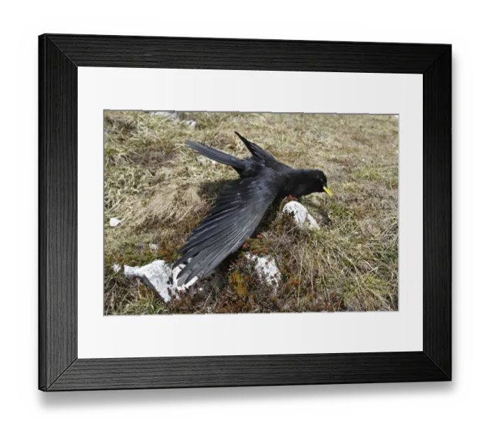 Framed Print : Alpine Chough (Pyrrhocorax graculus) adult, sunbathing with wing spread, Dolomites, Italian Alps, Italy, June Framed Print : Alpine Chough (Pyrrhocorax graculus) adult, sunbathing with wing spread, Dolomites, Italian Alps, Italy, June