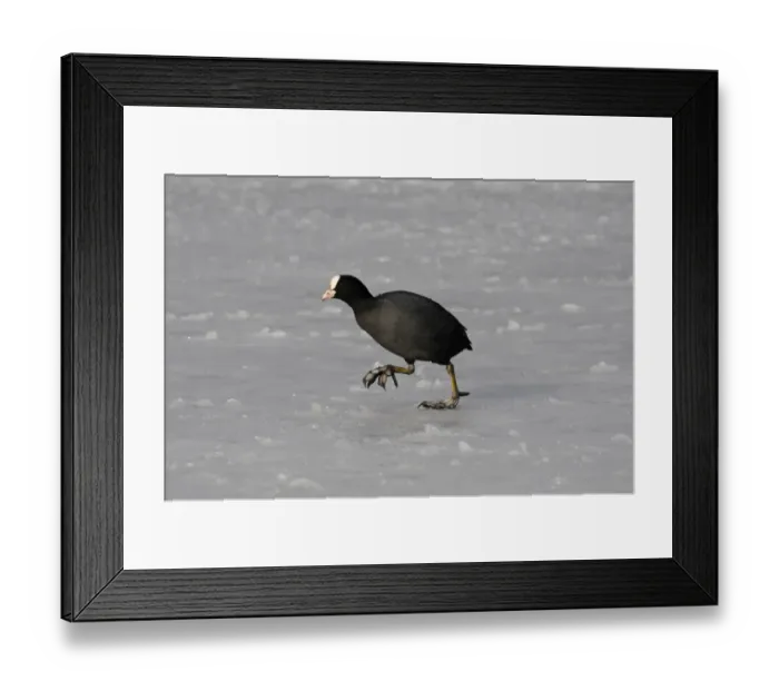 Framed Print : Common Coot (Fulica atra) adult, walking on ice, Norfolk, England, February