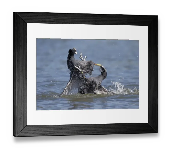 Framed Print : Common Coot (Fulica atra) two adults, fighting on water, Hertfordshire, England, May Framed Print : Common Coot (Fulica atra) two adults, fighting on water, Hertfordshire, England, May