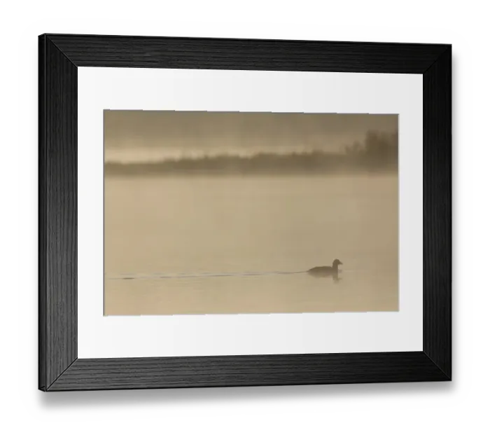 Framed Print : Common Coot (Fulica atra) adult, swimming on lake in early morning mist, West Yorkshire, England, July