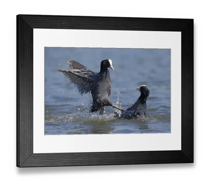 Framed Print : Common Coot (Fulica atra) two adults, fighting on water, Hertfordshire, England, May