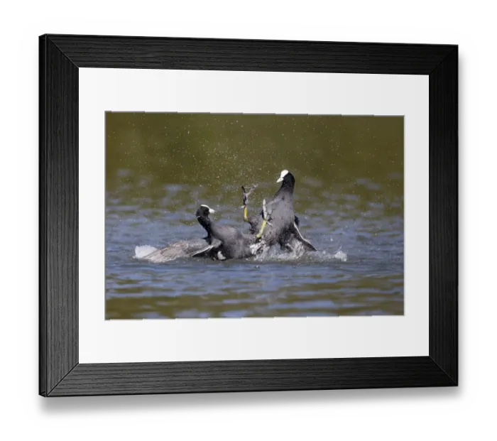 Framed Print : Common Coot (Fulica atra) two adults, fighting on water, Hertfordshire, England, May Framed Print : Common Coot (Fulica atra) two adults, fighting on water, Hertfordshire, England, May