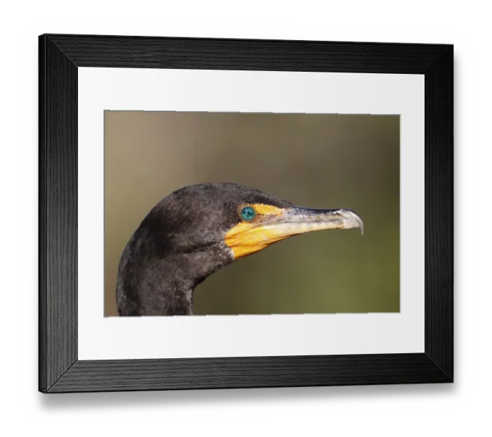 Framed Print : Double-crested Cormorant (Phalacrocorax auritus) adult, non-breeding plumage, close up of head, Everglades, Florida