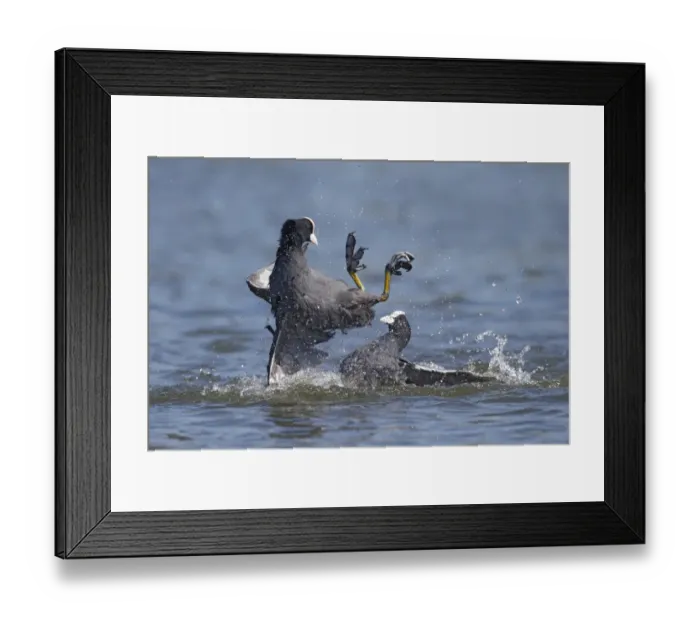 Framed Print : Common Coot (Fulica atra) two adults, fighting on water, Hertfordshire, England, May Framed Print : Common Coot (Fulica atra) two adults, fighting on water, Hertfordshire, England, May