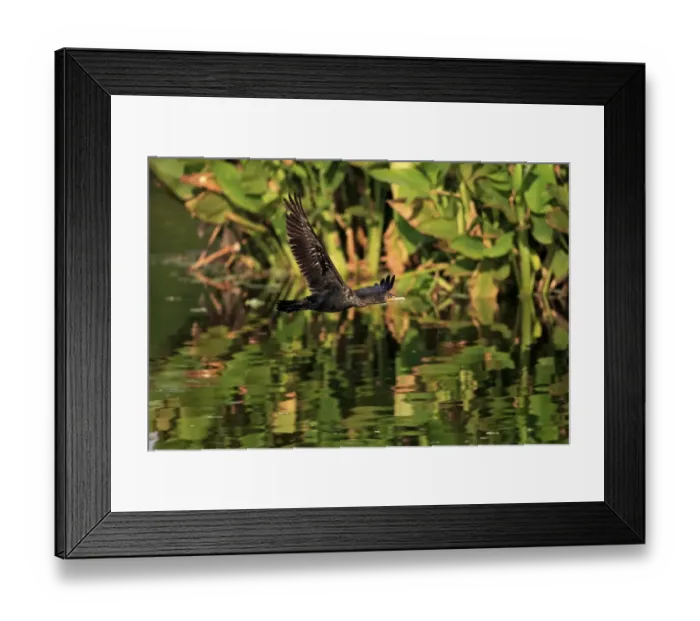 Framed Print : Double-crested Cormorant (Phalacrocorax auritus) adult, non-breeding plumage, in flight over water Framed Print : Double-crested Cormorant (Phalacrocorax auritus) adult, non-breeding plumage, in flight over water