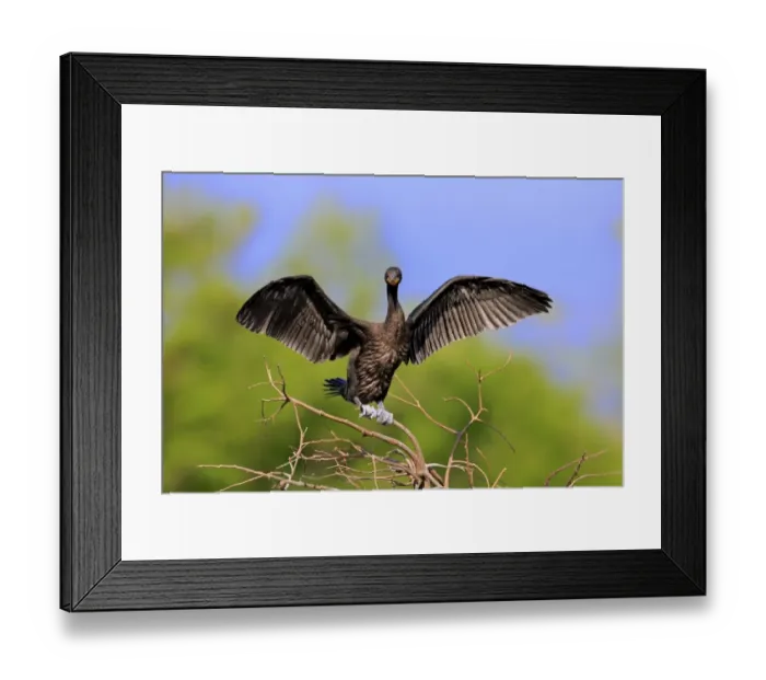 Framed Print : Double-crested Cormorant (Phalacrocorax auritus) adult, non-breeding plumage, with wings spread, drying feathers