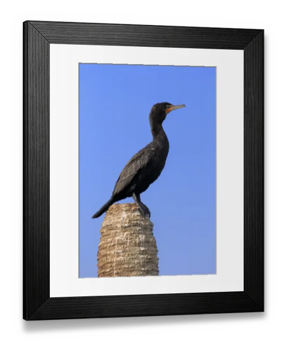 Framed Print : Double-crested Cormorant (Phalacrocorax auritus) adult, non-breeding plumage, standing on palm stump