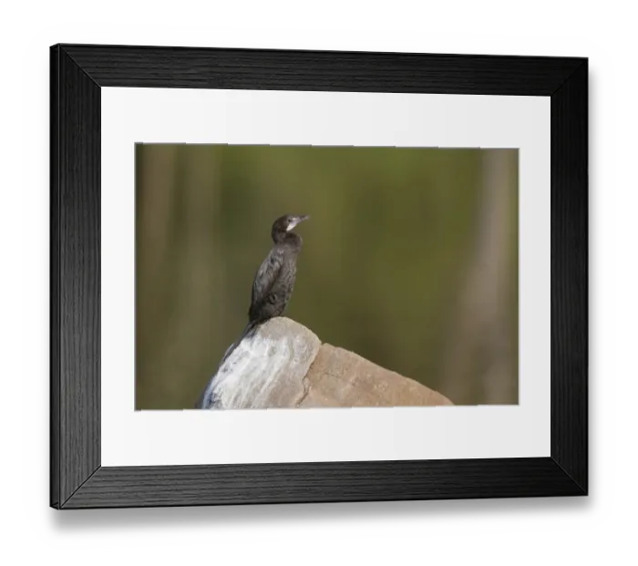 Framed Print : Little Cormorant (Phalacrocorax niger) adult, sitting on rock, Kanha N. P. Madhya Pradesh, India, March Framed Print : Little Cormorant (Phalacrocorax niger) adult, sitting on rock, Kanha N. P. Madhya Pradesh, India, March