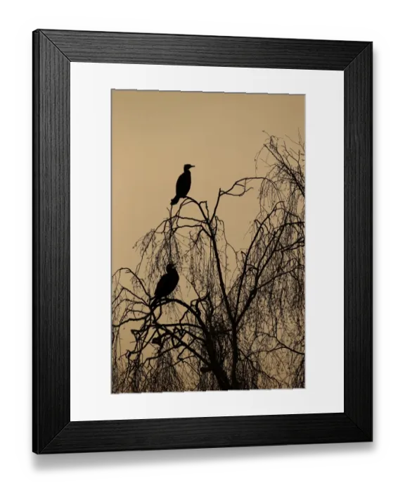 Framed Print : Great Cormorant (Phalacrocorax carbo) two, silhouetted in tree at sunset, Warwickshire, England, March Framed Print : Great Cormorant (Phalacrocorax carbo) two, silhouetted in tree at sunset, Warwickshire, England, March