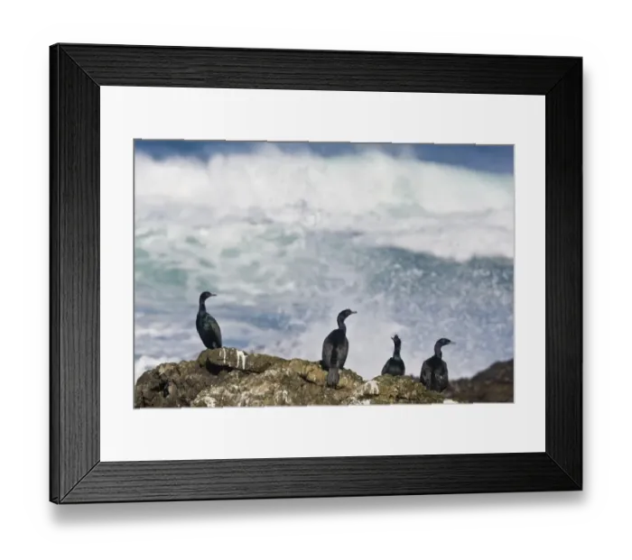 Framed Print : Pelagic Cormorant (Phalacrocorax pelagicus) three adults, non-breeding plumage, and juvenile Framed Print : Pelagic Cormorant (Phalacrocorax pelagicus) three adults, non-breeding plumage, and juvenile