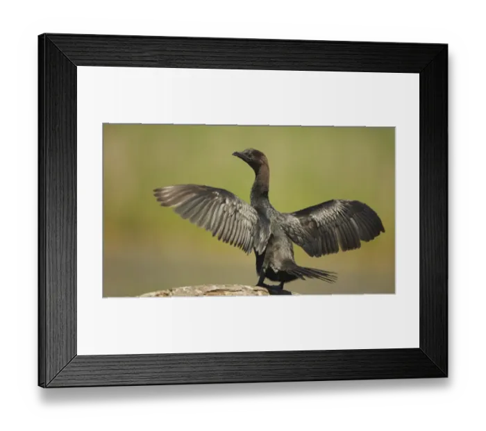 Framed Print : Pygmy Cormorant (Phalacrocorax pygmaeus) adult, breeding plumage, raising wings to dry in sunshine, Hortobagy N. P Framed Print : Pygmy Cormorant (Phalacrocorax pygmaeus) adult, breeding plumage, raising wings to dry in sunshine, Hortobagy N. P