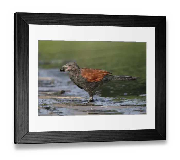 Framed Print : Greater Coucal (Centropus sinensis) adult, feeding on aquatic snail, walking in shallow water, Hong Kong, China Framed Print : Greater Coucal (Centropus sinensis) adult, feeding on aquatic snail, walking in shallow water, Hong Kong, China