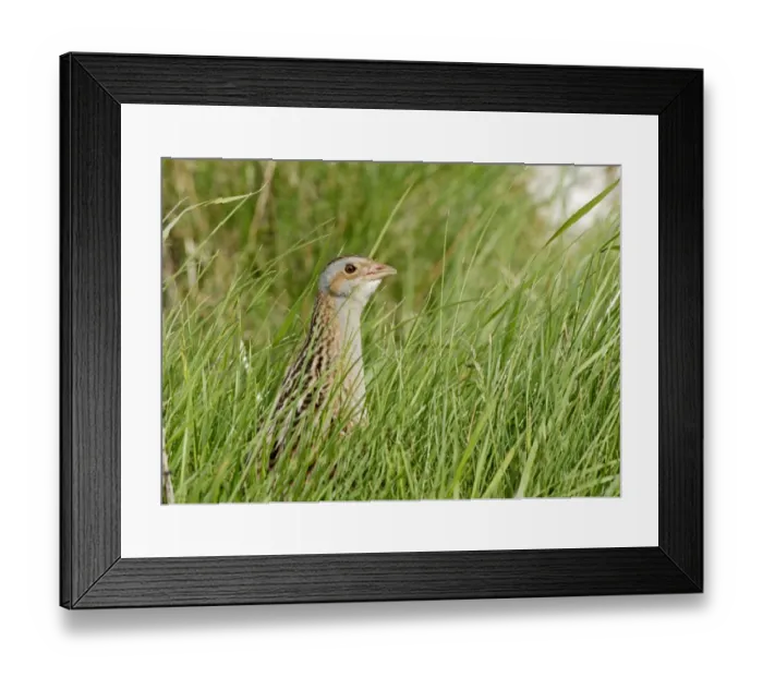 Framed Print : Corncrake (Crex crex) adult, standing amongst grass, North Uist, Outer Hebrides, Scotland, May Framed Print : Corncrake (Crex crex) adult, standing amongst grass, North Uist, Outer Hebrides, Scotland, May