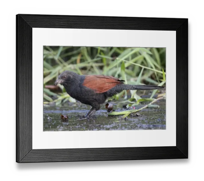 Framed Print : Greater Coucal (Centropus sinensis) adult, feeding on aquatic snail, standing on mud, Hong Kong, China, October