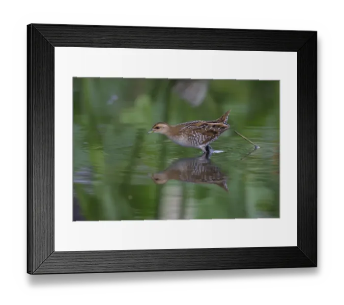 Framed Print : Baillons Crake (Porzana pusilla) immature, walking in shallow water, Long Valley, New Territories, Hong Kong, China