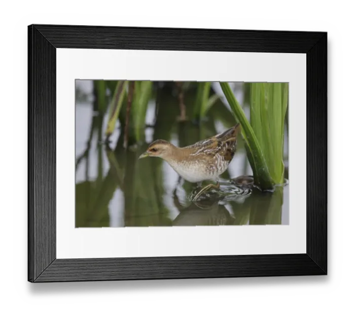 Framed Print : Baillons Crake (Porzana pusilla) immature, walking in shallow water, Long Valley, New Territories, Hong Kong, China