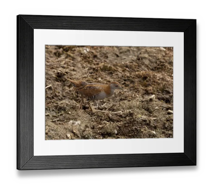 Framed Print : Baillons Crake (Porzana pusilla) adult, walking on mud, Aghia Lake, Crete, Greece, April Framed Print : Baillons Crake (Porzana pusilla) adult, walking on mud, Aghia Lake, Crete, Greece, April