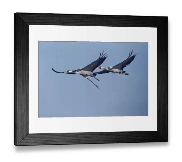 Framed Print : Common Crane (Grus grus) two adults, in flight, with radio transmitters, Gloucestershire, England, February Framed Print : Common Crane (Grus grus) two adults, in flight, with radio transmitters, Gloucestershire, England, February