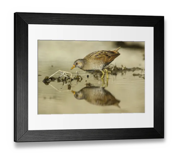 Framed Print : Spotted Crake (Porzana porzana) adult, foraging in shallow water, Casei Gerola, Pavia Province, Lombardy, Italy, March Framed Print : Spotted Crake (Porzana porzana) adult, foraging in shallow water, Casei Gerola, Pavia Province, Lombardy, Italy, March