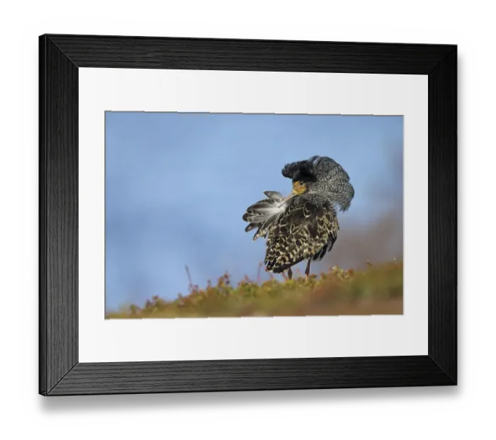 Framed Print : Ruff (Philomachus pugnax) adult male, breeding plumage, territorial form preening at lek, Varanger Peninsula, Finnmark Framed Print : Ruff (Philomachus pugnax) adult male, breeding plumage, territorial form preening at lek, Varanger Peninsula, Finnmark