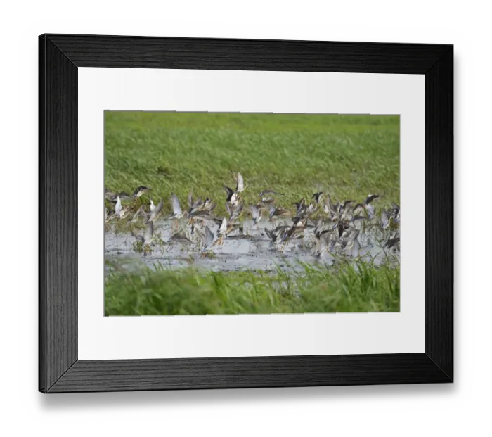 Framed Print : Ruff (Philomachus pugnax) adult males and females, non-breeding plumage, flock taking off from water Framed Print : Ruff (Philomachus pugnax) adult males and females, non-breeding plumage, flock taking off from water