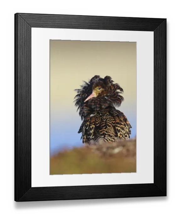 Framed Print : Ruff (Philomachus pugnax) adult male, breeding plumage, territorial form displaying at lek, Varanger Peninsula Framed Print : Ruff (Philomachus pugnax) adult male, breeding plumage, territorial form displaying at lek, Varanger Peninsula